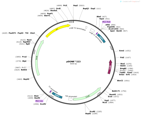 Vector Map of pDONR223