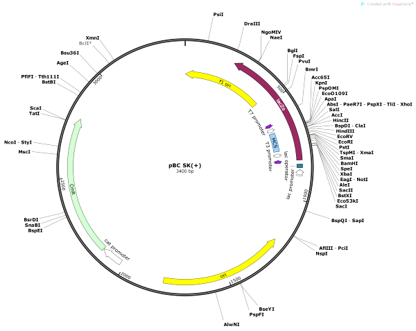 Vector Map of pBC SK+