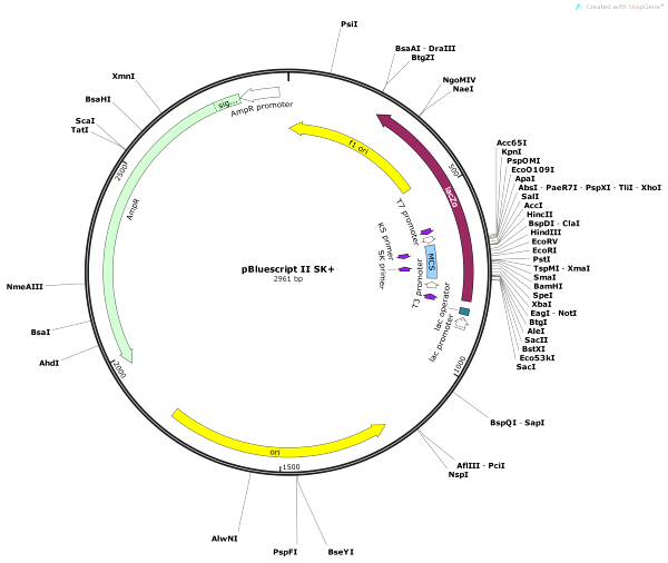 Vector Map of pBluescript II SK+