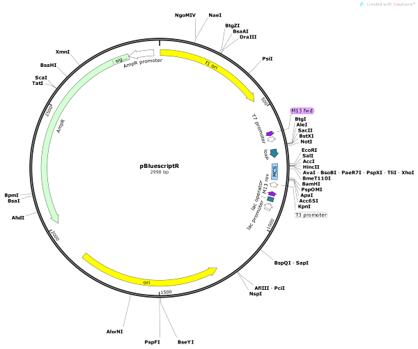 Vector Map of pBluescriptR