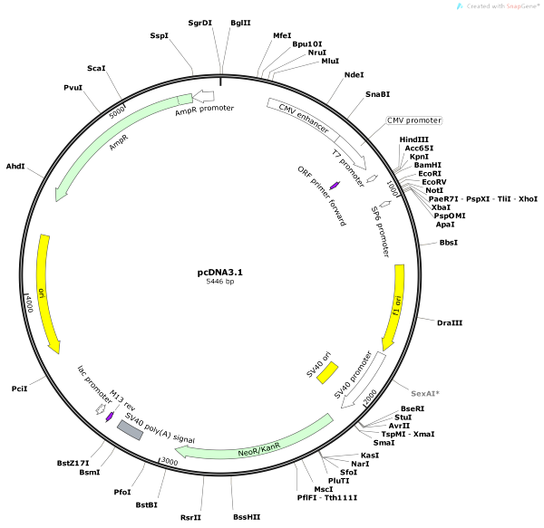 Vector Map of pcDNA3.1