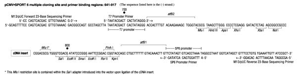 Multiple cloning site image of pCMV-SPORT6