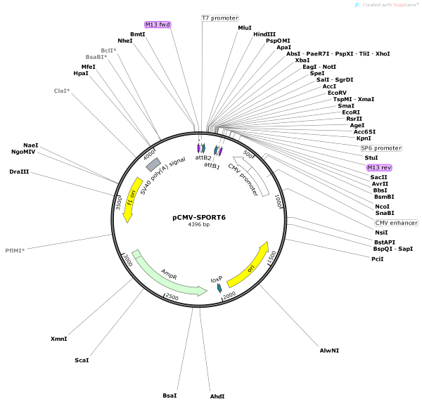 Vector Map of pCMV-SPORT6