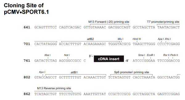 Multiple cloning site image of pCMV-SPORT6.1