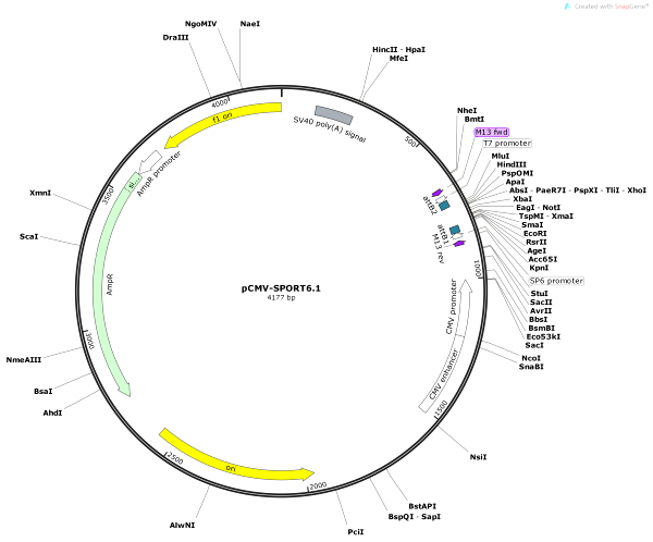 Vector Map of pCMV-SPORT6.1