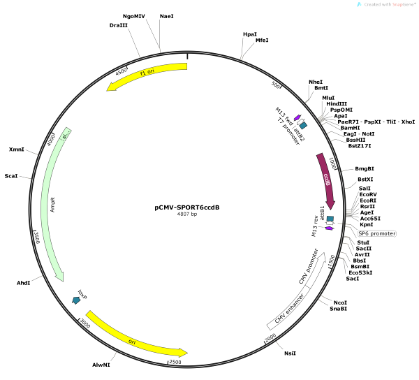 Vector Map of pCMV-SPORT6ccdB