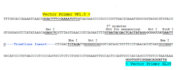 Multiple cloning site image of pCMV6-XL5