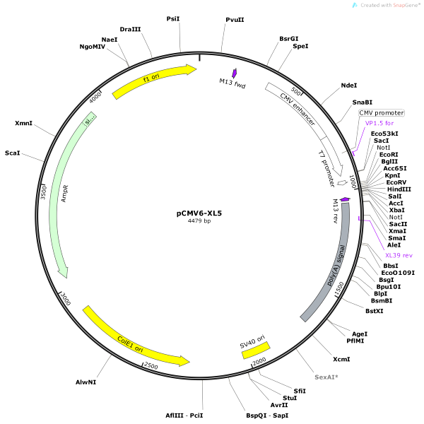 Vector Map of pCMV6-XL5