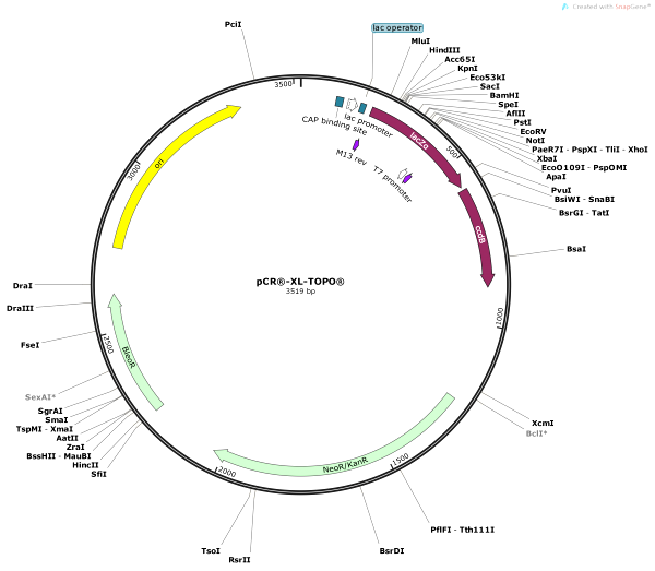 Vector Map of pCR-XL-TOPO