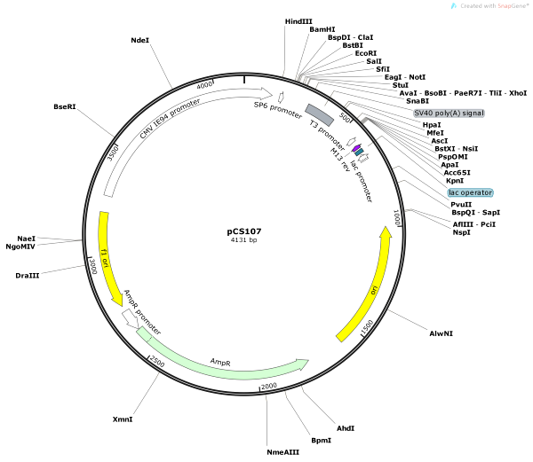 Vector Map of pCS107