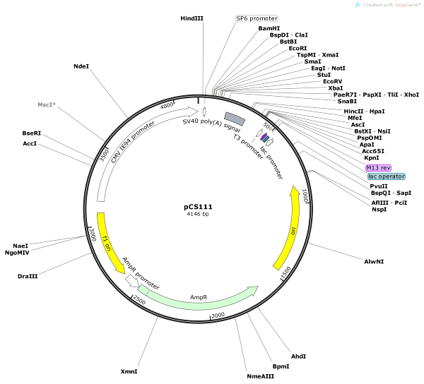 Vector Map of pCS111