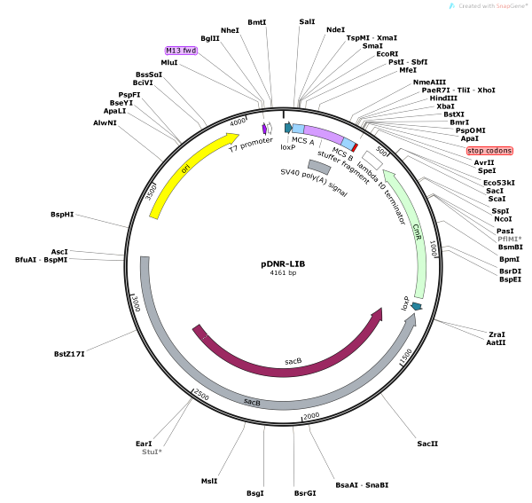 Vector Map of pDNR-LIB