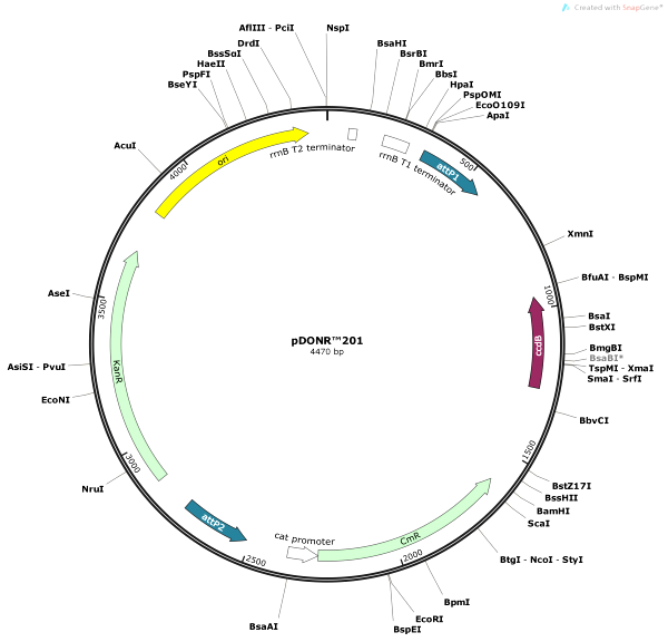 Vector Map of pDONR201