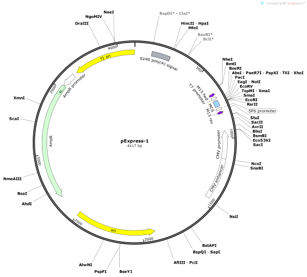 Vector Map of pExpress-1