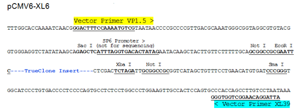 Multiple cloning site image of pCMV6-XL6