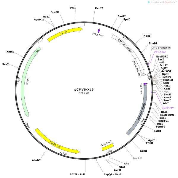 Vector Map of pCMV6-XL6