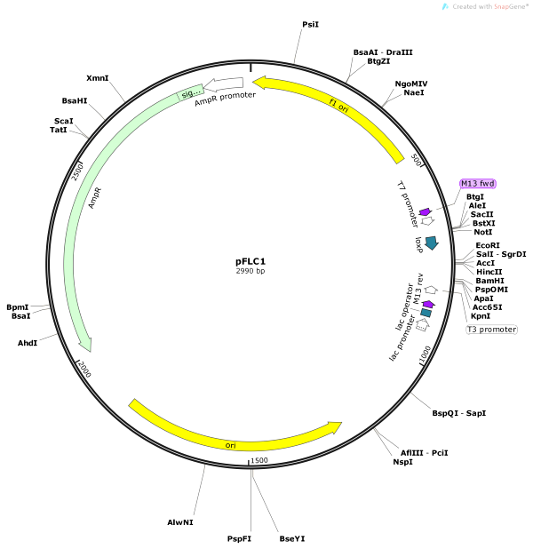 Vector Map of pFLC1