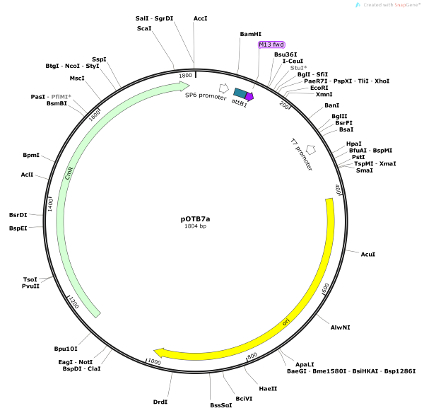 Vector Map of pOTB7a