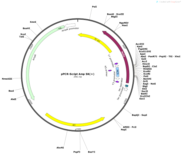 Vector Map of pPCR-Script Amp SK+