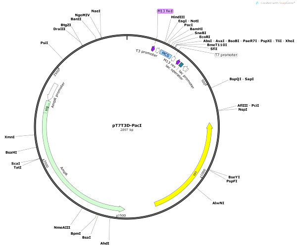 Vector Map of pT7T3D-PacI