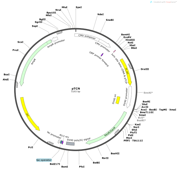 Vector Map of pTCN