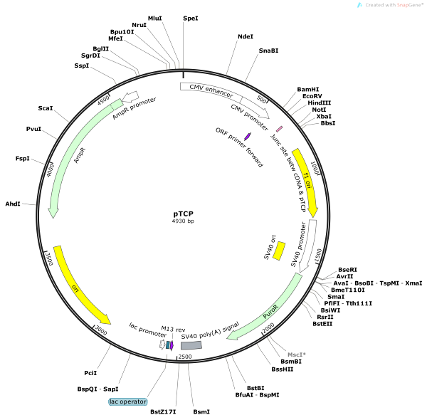 Vector Map of pTCP