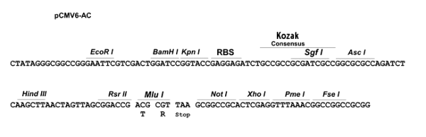 Multiple cloning site image of pCMV6-AC