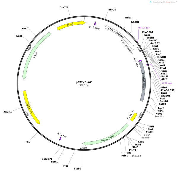 Vector Map of pCMV6-AC