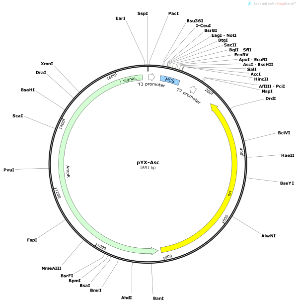 Vector Map of pYX-Asc