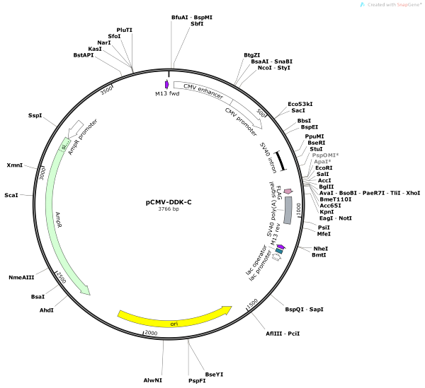 Vector Map of pCMV-DDK-C