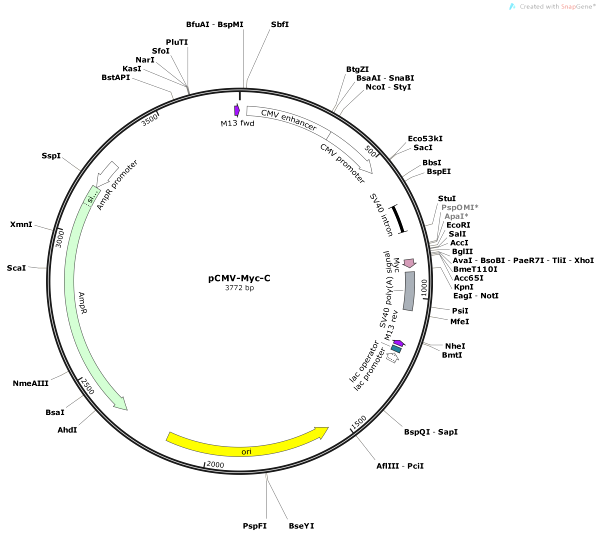 Vector Map of pCMV-Myc-C