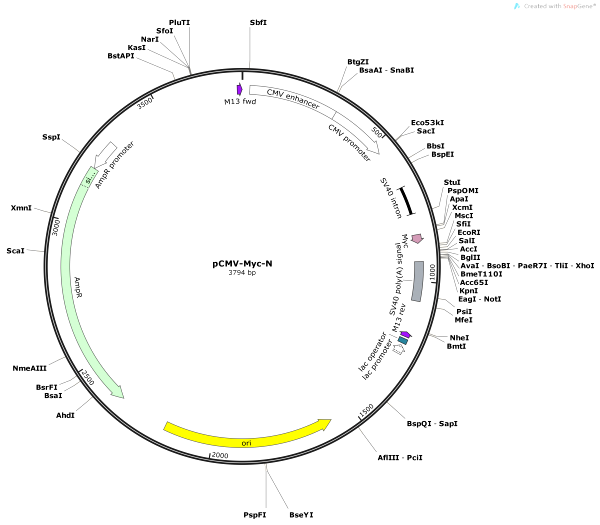 Vector Map of pCMV-Myc-N