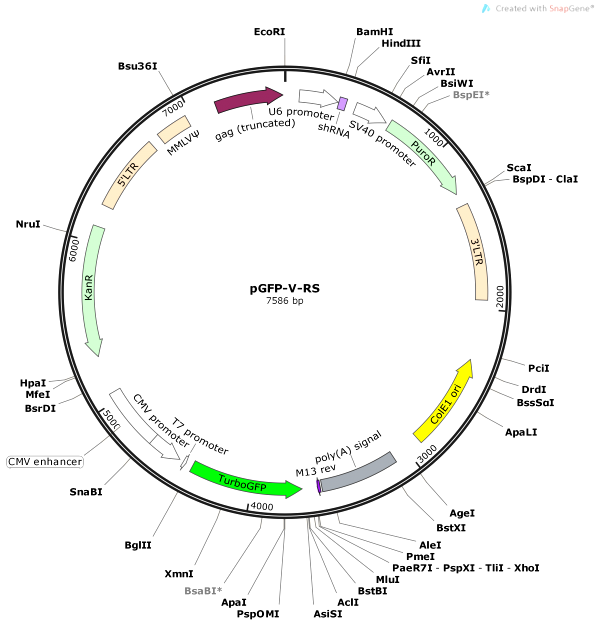 Vector Map of pGFP-V-RS