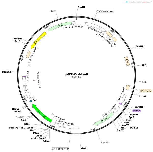 Vector Map of pGFP-C-shLenti