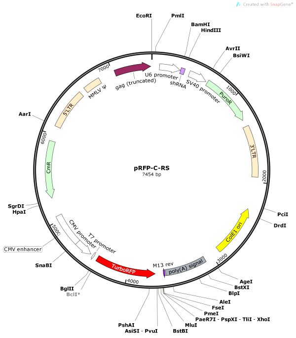 Vector Map of pRFP-C-RS