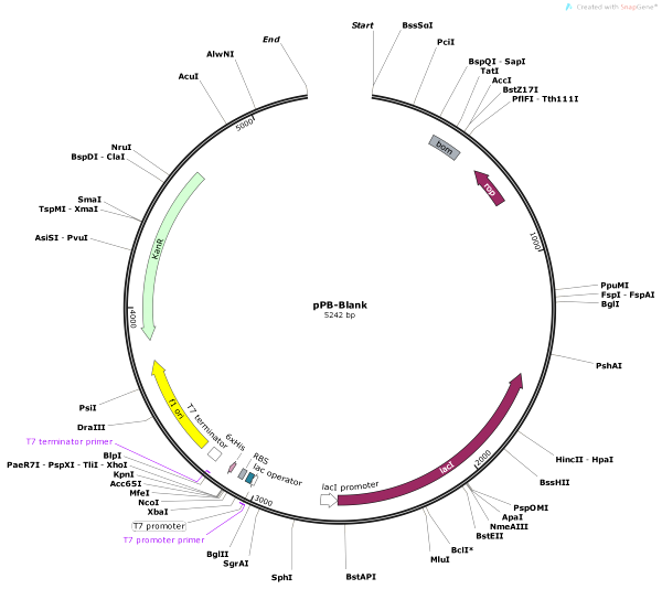 Vector Map of pPB-Blank