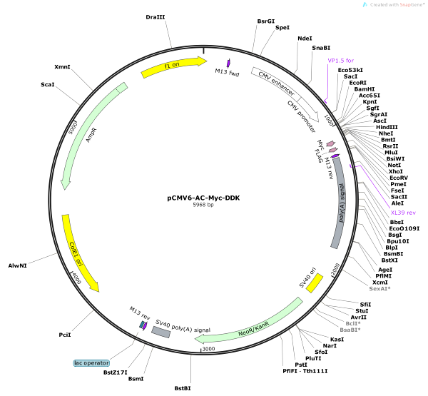 Vector Map of pCMV6-AC-Myc-DDK