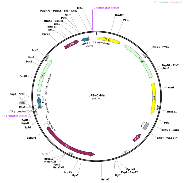 Vector Map of pPB-C-His