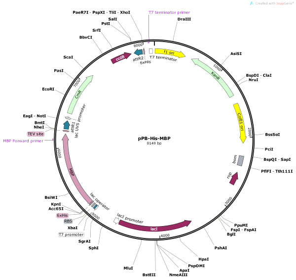 Vector Map of pPB-His-MBP