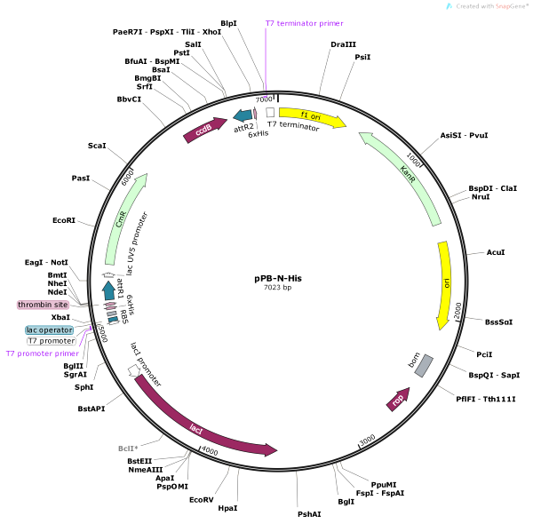 Vector Map of pPB-N-His