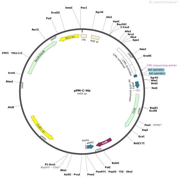 Vector Map of pPM-C-His